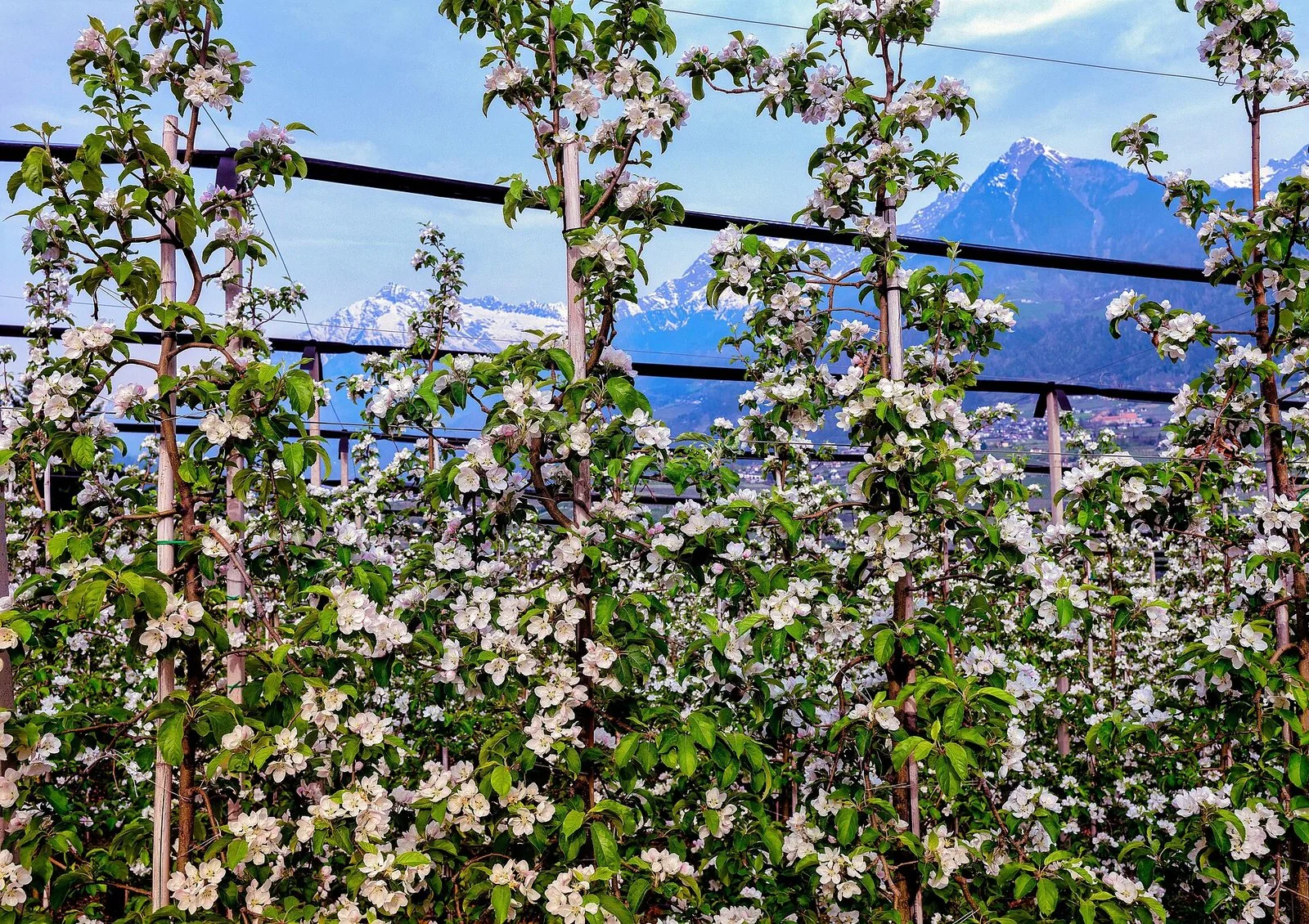 Fioritura dei meli in Alto Adige, nei dintorni di Merano